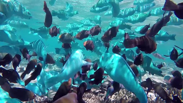 Maldives massive shoaling of parrotfishes are foraging at the coral reef