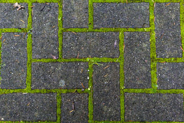 pedestrian tile with moss growing through the joints