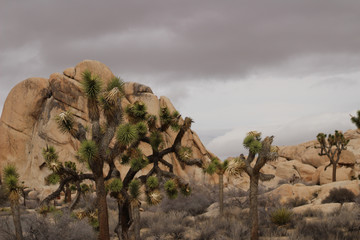 Joshua tree