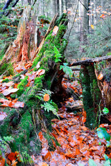 uriger Herbstwald