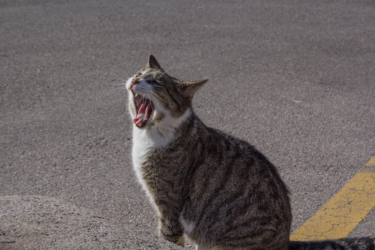 Gatto tigrato e bianco sbadiglia al sole