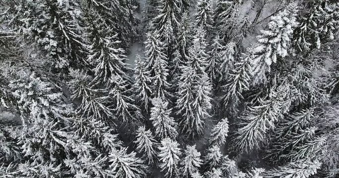 Bicaz Mountains Romanian Nature In Winter