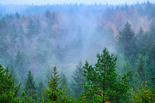 Wald im Nebel © Tanja