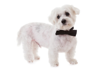 cute maltese dog in bow tie, isolated