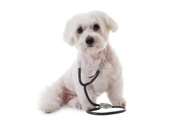 maltese dog with a stethoscope on his neck, isolated