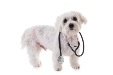  maltese dog with a stethoscope on his neck, isolated