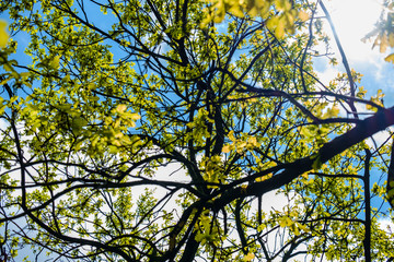 Branches of a blossoming apple tree on blue sky background