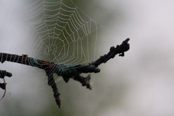 The web at dawn with dew