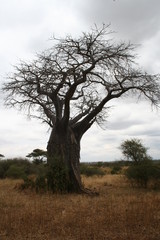 boab tree