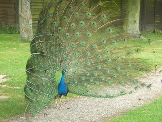 Obraz premium peacock