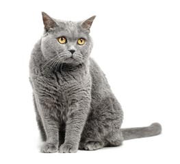 British shorthair cat isolated on white background.