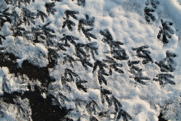 many footprints on common coots (Fulica atra) in the snow in winter