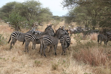 Fototapeta na wymiar bonding zebras