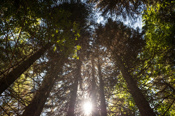 Fototapeta premium Green forest background in a sunny day