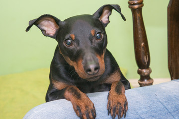 The Miniature Pinscher is a small breed of dog originating from Germany.