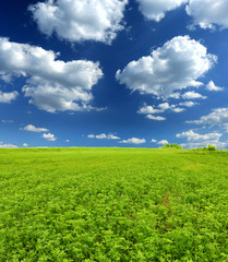 clover meadow and cloudy sky