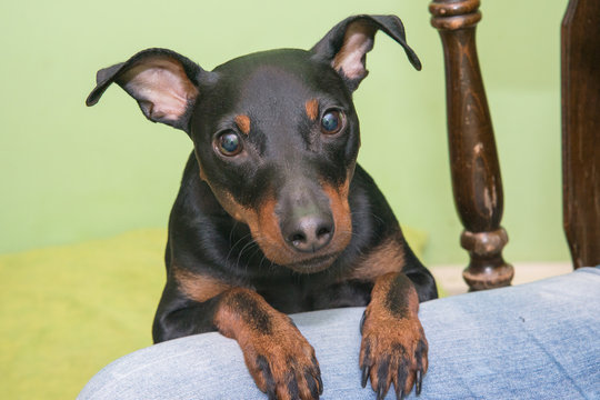 The Miniature Pinscher is a small breed of dog originating from Germany.