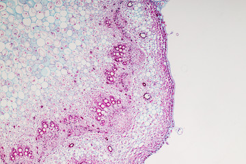 Cross-section Plant Stem under the microscope for classroom education.