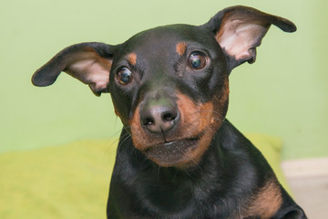 The Miniature Pinscher is a small breed of dog originating from Germany.