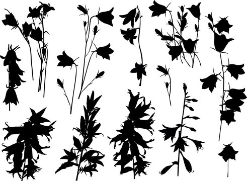 campula black flower silhouettes collection isolated on white