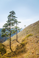 Two pine trees on mountain slope in summer day. Toned image.