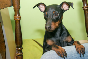 The Miniature Pinscher is a small breed of dog originating from Germany.