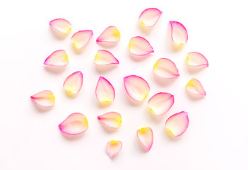 White pink beautiful rose flower petals on white background with space, single petal as pattern for natural sweet love concept on Valentines day, wedding, special occasion celebration or skin cosmetic