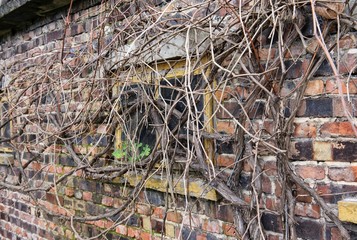 Old garage window covered with dry vine plant