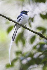 Madagascar Paradise-flycatcher - Terpsiphone mutata, Madagascar. Beautiful perching bird with extremely long tail long Madagascar forests, bushes and gardens.