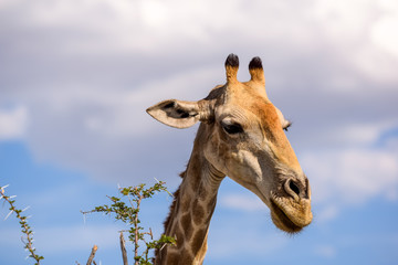 Close up view of a Giraffe's head eating Acacia tree leaves. Seen in Etosha National Park, Namibia, Africa. Acacias are equipped with spikes, Giraffes can eat the leaves nevertheless.
