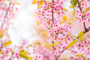 Obraz na płótnie Canvas Beautiful Wild Himalayan Cherry Blossom in Phu Lom Lo