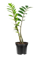 Zamioculcas, Zanzibar Gem, Zuzu Plant, Emerald Palm. Young plant in a black pot isolated on white background.