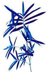 Obraz premium bambou bleu, fond blanc