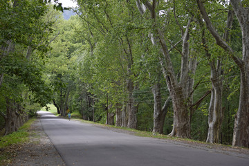 Camino entre arboles 