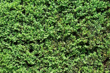 Background of green boxwood (Buxus sempervirens). - obrazy, fototapety, plakaty