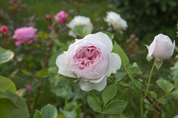Obraz premium Beautiful pink nostalgic rose Herzogin Christiana KORDES in a garden.