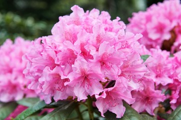 Rhododendron ponticum, common rhododendron, pontic rhododendron. Pink flower bud.