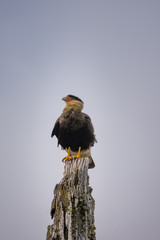 caracara birds of prey
