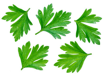 Parsley herb. Macro shot of small branch.