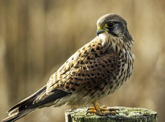 Eurasian kestrel