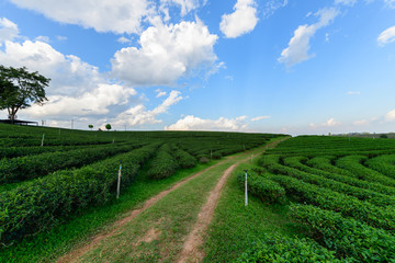Fototapeta na wymiar tea plantation with white cloud blue sky