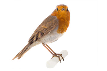 European robin (Erithacus rubecula)