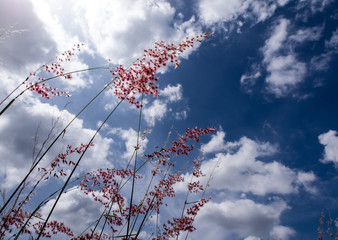 Natal ruby grass flowers in the bright sunlight and fluffy clouds in blue sky
