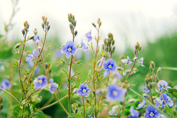 Wild blue flowers on a meadow in summer close-up