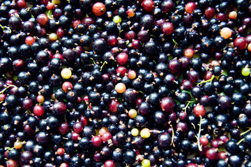 Black currant close up
