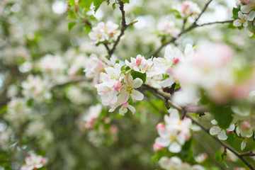 Fototapeta premium apple blossom