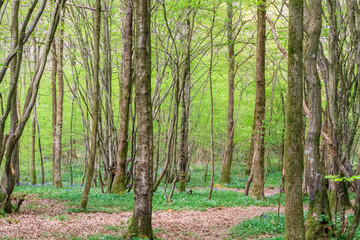 Woodland in Spring