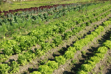 Fototapeta na wymiar Organic salatplants in a vegetable garden, Bio-Salat-Anbau in einem Gemüsegarten