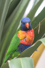rainbow lorikeet, beautiful parrot perched on a branch
