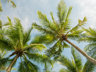 Fototapeta na wymiar coconut trees